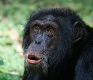 Social behaviour and communication in chimpanzees 

